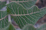 Pinewoods milkweed